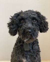 Albert